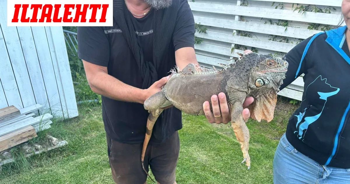 Rexi-iguaani on löytynyt! Naapurin Runo-koira teki ratkaisevan havainnon