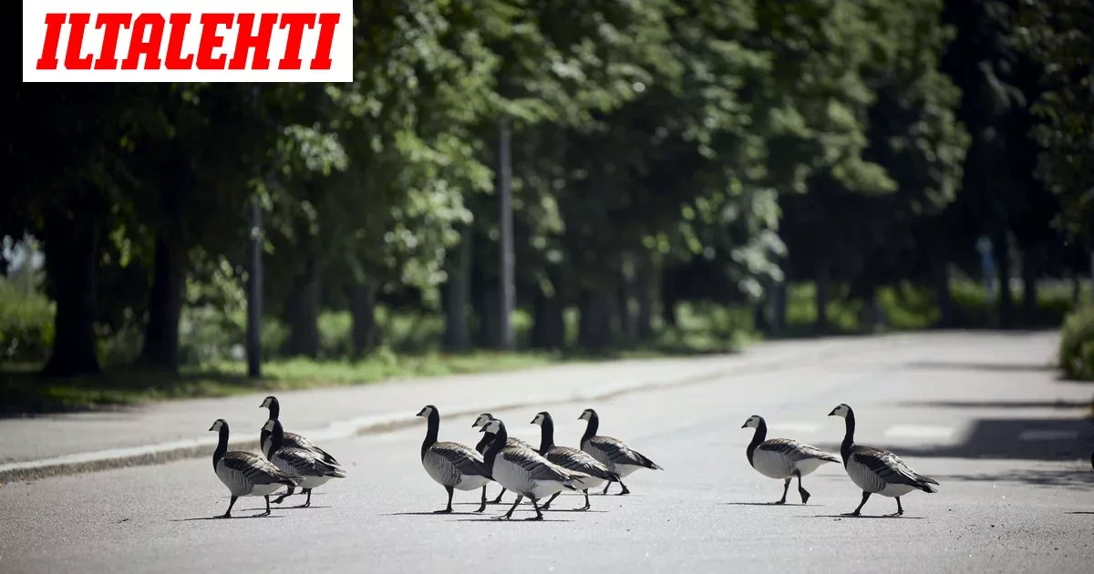 Poliisi: Lintuja rääkätty Helsingissä