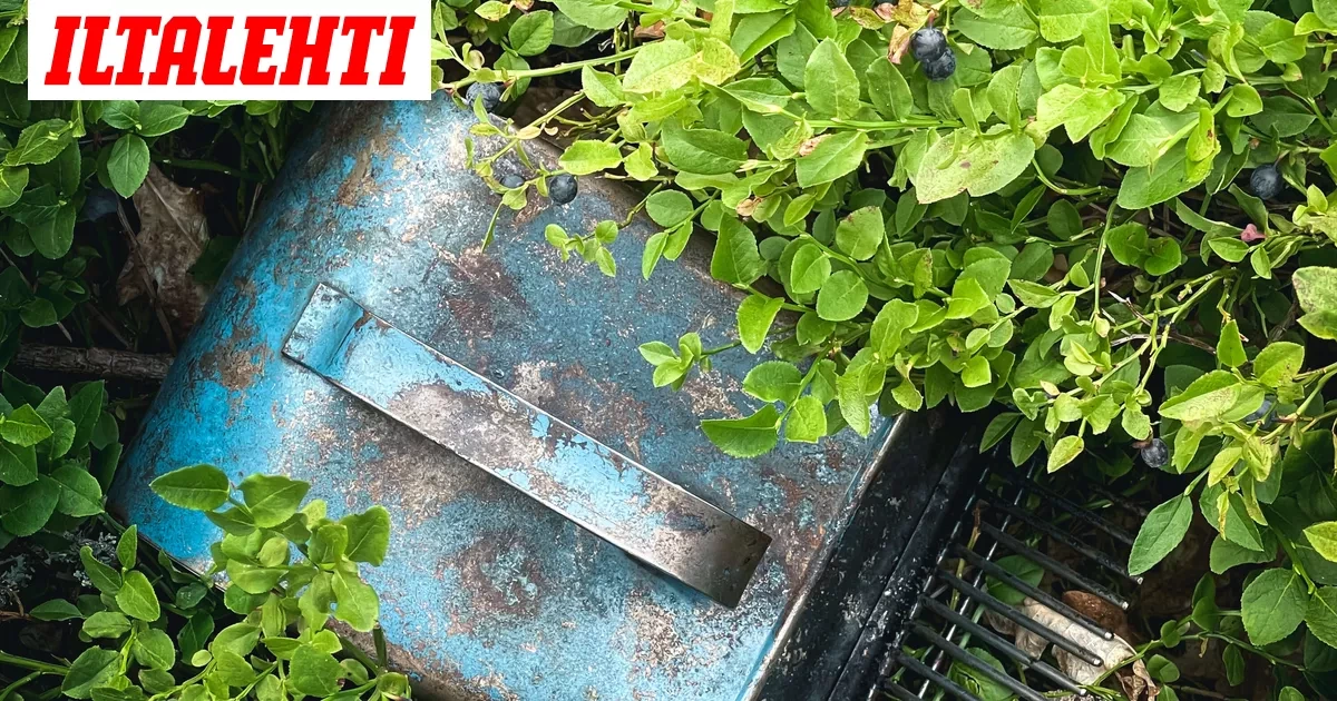 Karhu hyökkäsi naisen kimppuun Ruotsissa