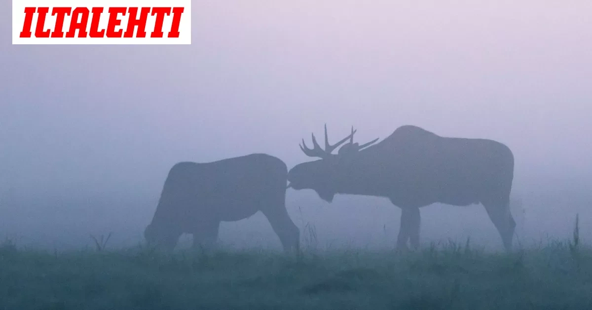 Mikko tallensi intiimin hetken Suomen luonnossa – Kuvasta kansainvälinen hitti