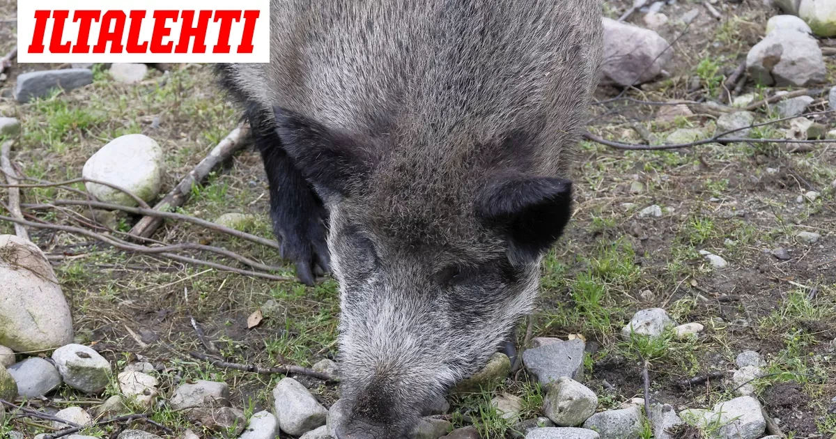 Miehikkälästä löytyi jälleen sikaruttoa
