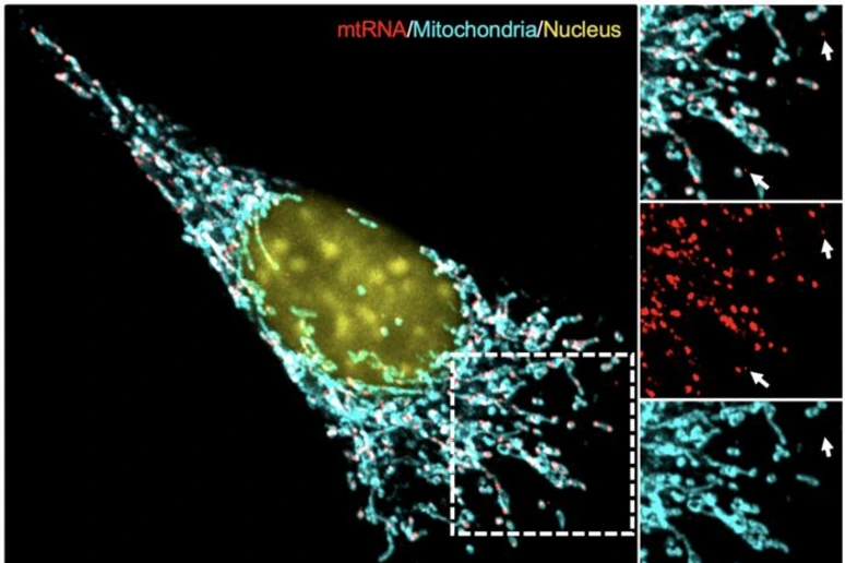 Così il sistema immunitario può favorire la crescita dei tumori