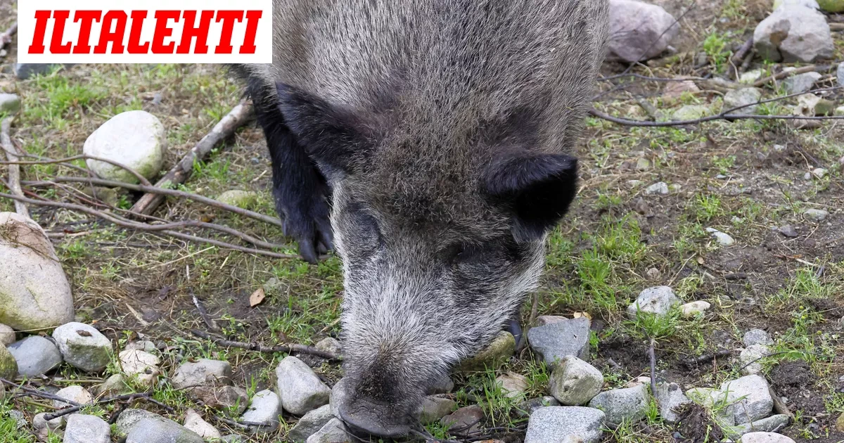 Poliisi varoittaa: Iso villisikalauma liikkeellä