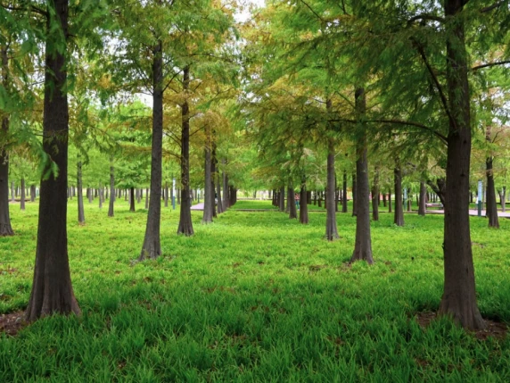 I 6,6 milioni di alberi del Pnrr? La mappa e il numero di quelli (non) piantati