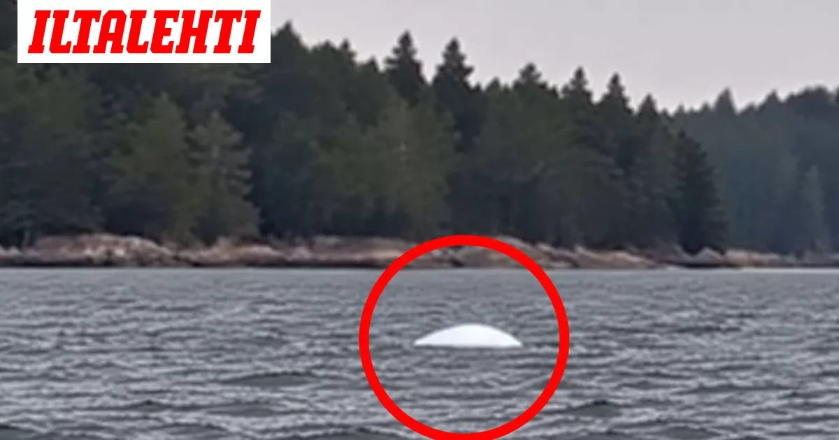 Uusi havainto maitovalaasta Suomessa