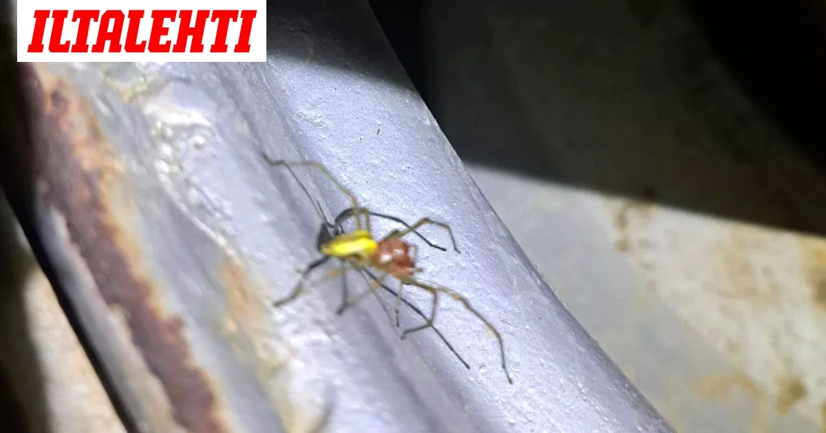 Lentävä myrkkyhämähäkki leviää Suomessa: Tämä siitä kannattaa tietää