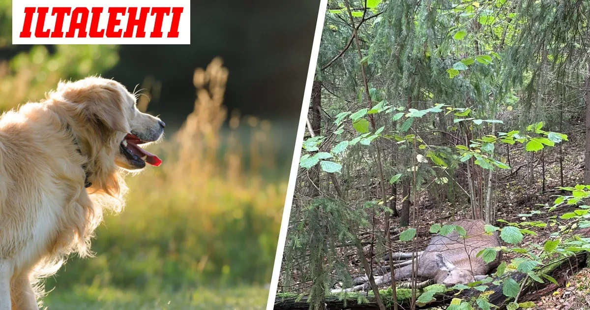 Sienestämässä ollut Outi kuuli yhtäkkiä hurjaa ryskettä – Pian metsän keskellä odotti järkyttävä näky