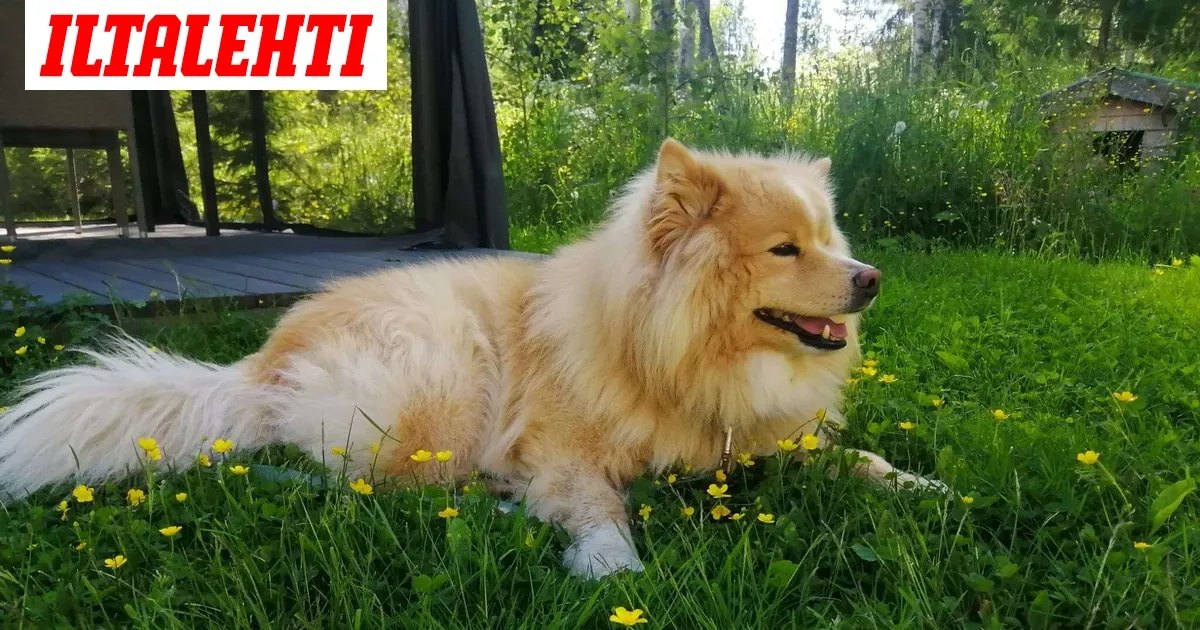 Tommin ja Sannan rakas lemmikki kuoli järkyttävän hyökkäyksen seurauksena: ”Se oli meille enemmän kuin koira”