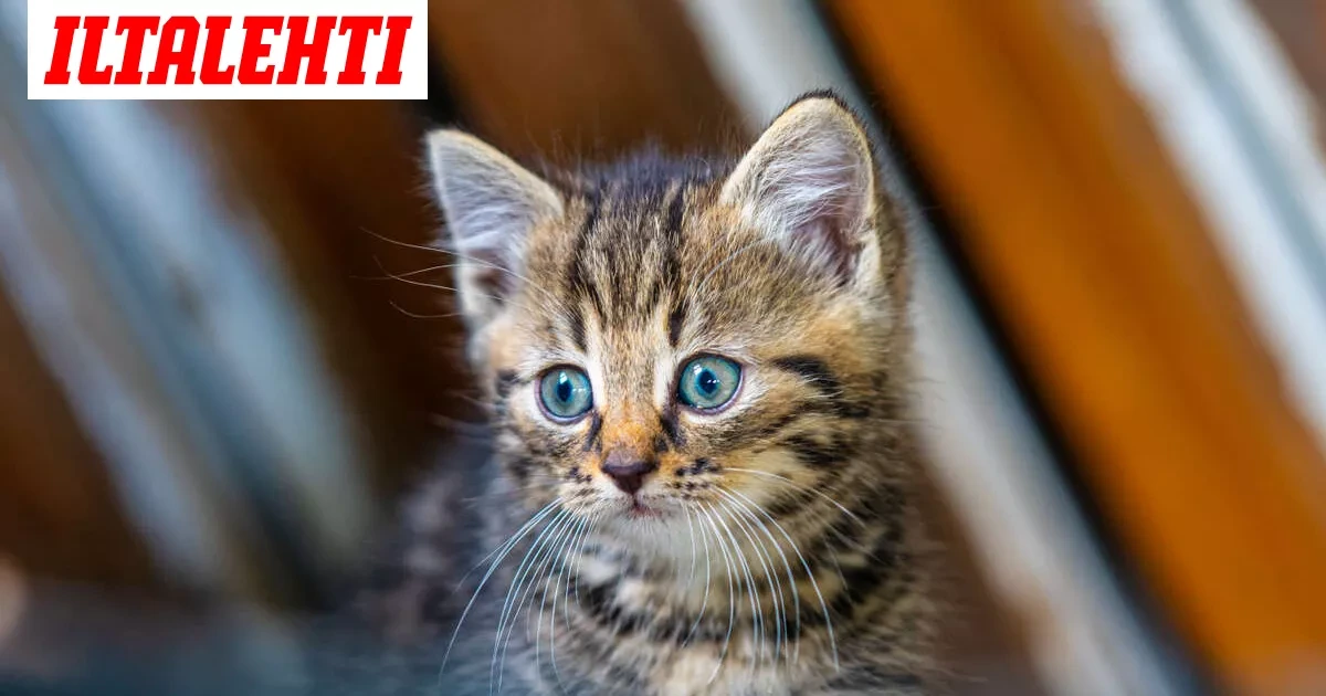 Useita kissanpentuja kuollut mystisesti Lohjalla
