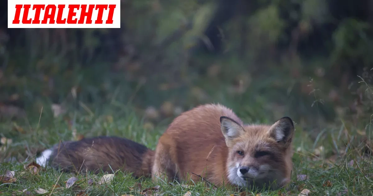Satu ikuisti hellyttävän leikkihetken videolle: ”Ihan kaveruksia näyttivät olevan”