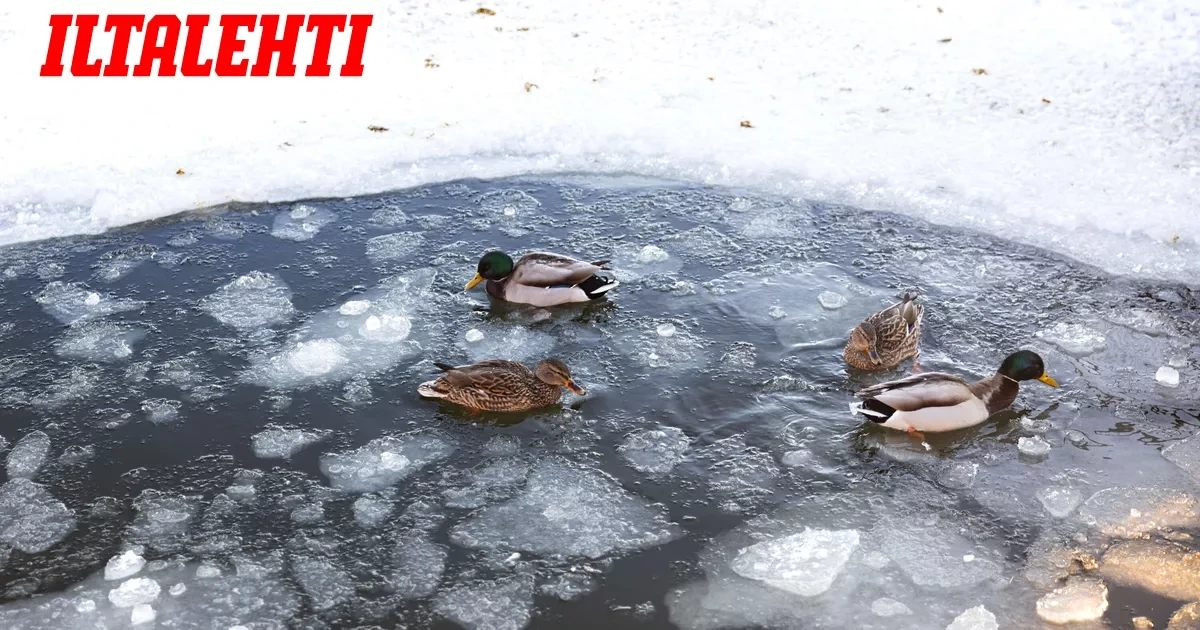 Tämä lumitilanteesta tiedetään juuri nyt