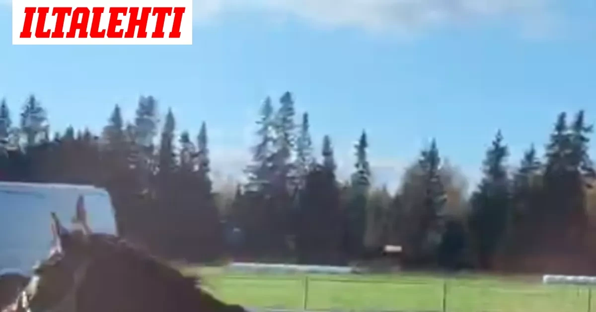 Hevonen pisti Kolmostien sekaisin – Katso video