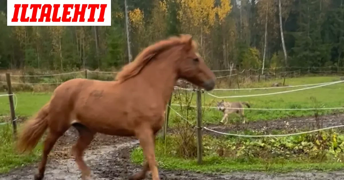 Petoeläin jahtasi hevosta Eurajoella – Sitten Tuija syöksyi apuun: ”Nyt lähe menee!”