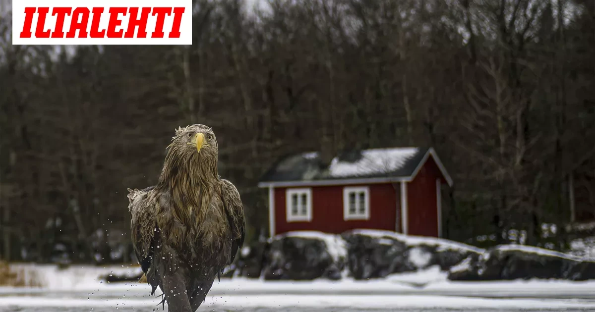Söpöysvaroitus! Suomalaisen Tapanin otos kisaa jälleen hauskimman kuvan tittelistä