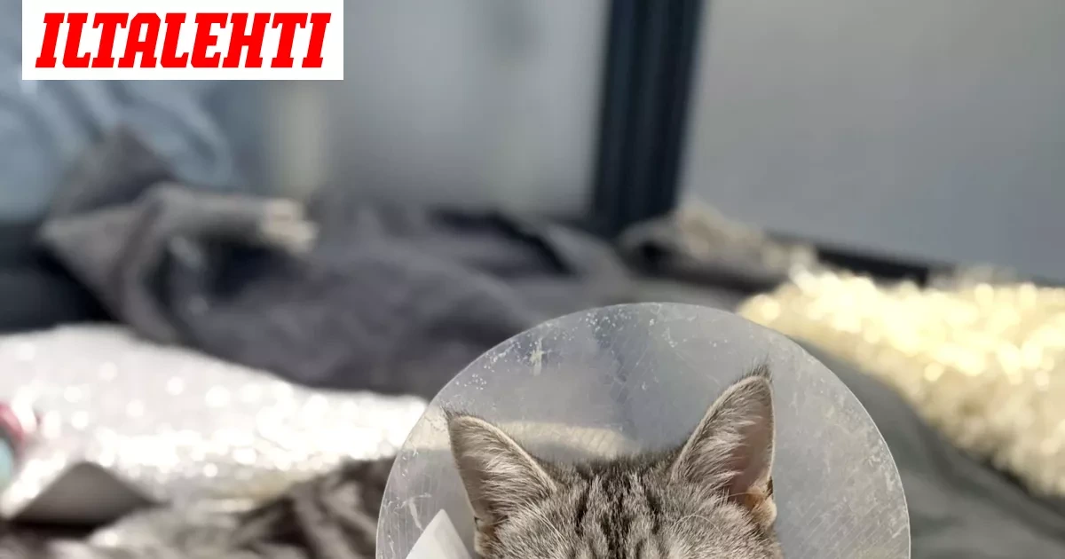 Kissanpennun hurja selviytymistaistelu: Putosi 5. kerroksen parvekkeelta ja selvisi