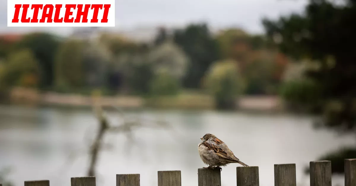 Alkuviikosta poutaa, sitten kaikki muuttuu